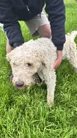 Lincoln, a male Goldendoodle for sale in Groton, NY – 1 of 1