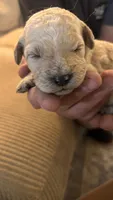 Orange , a female Miniature Goldendoodle for sale in Groton, NY – 2 of 3