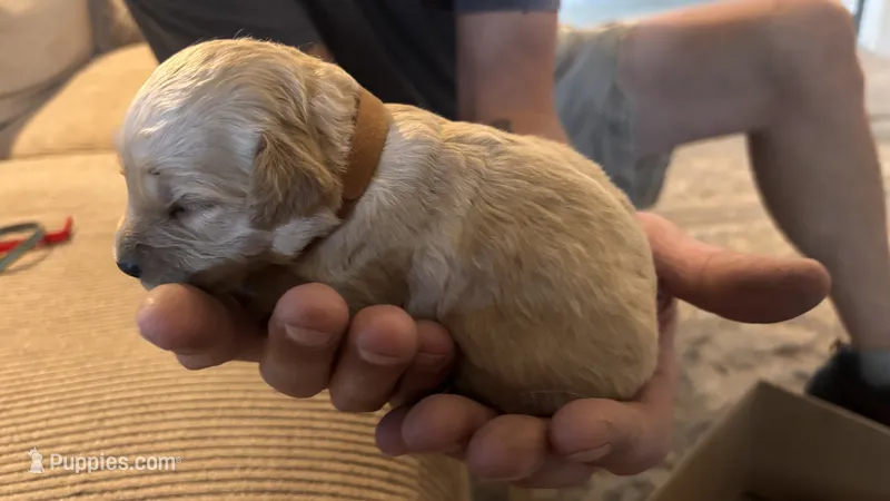 Brown  – Miniature Goldendoodle puppy for sale in Groton, NY