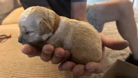 Brown , a female Miniature Goldendoodle for sale in Groton, NY – 1 of 4