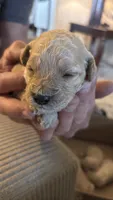 Pink, a female Miniature Goldendoodle for sale in Groton, NY – 3 of 3