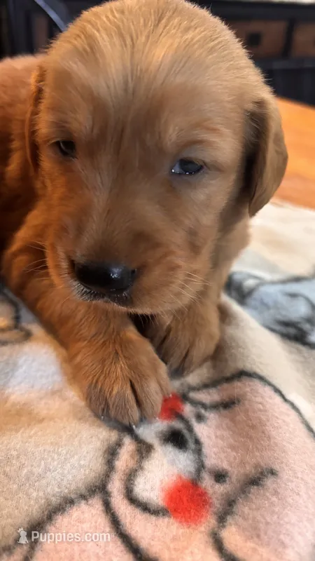 Red Collar Boy – Golden Retriever puppy for sale in Groton, NY