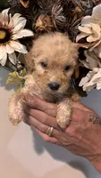 White, a male Miniature Goldendoodle for sale in Groton, NY – 4 of 8