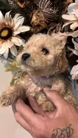 Purple , a female Miniature Goldendoodle for sale in Groton, NY – 8 of 9