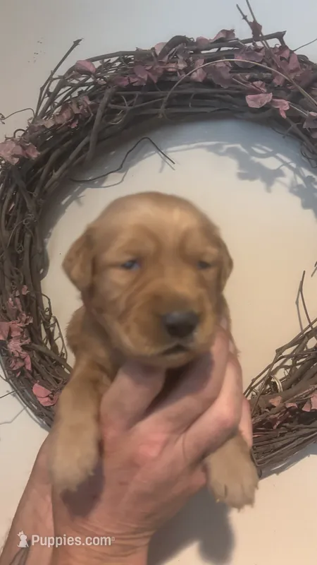 Red Collar Boy – Golden Retriever puppy for sale in Groton, NY