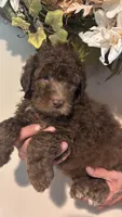 Brown, a female Goldendoodle for sale in Groton, NY – 8 of 9