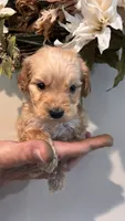 Brown , a female Miniature Goldendoodle for sale in Groton, NY – 9 of 9