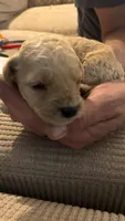 Pink, a female Miniature Goldendoodle for sale in Groton, NY – 2 of 3