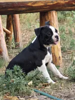 Beacon, a male Boston Terrier for sale in Yuma, CO – 2 of 4