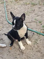 Dexter, a male Boston Terrier for sale in Yuma, CO – 2 of 4