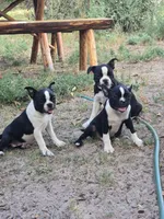 Beacon, a male Boston Terrier for sale in Yuma, CO – 4 of 4