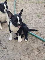 Dexter, a male Boston Terrier for sale in Yuma, CO – 3 of 4