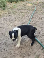 Daisy, a female Boston Terrier for sale in Yuma, CO – 2 of 4