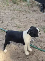 Daisy, a female Boston Terrier for sale in Yuma, CO – 3 of 4