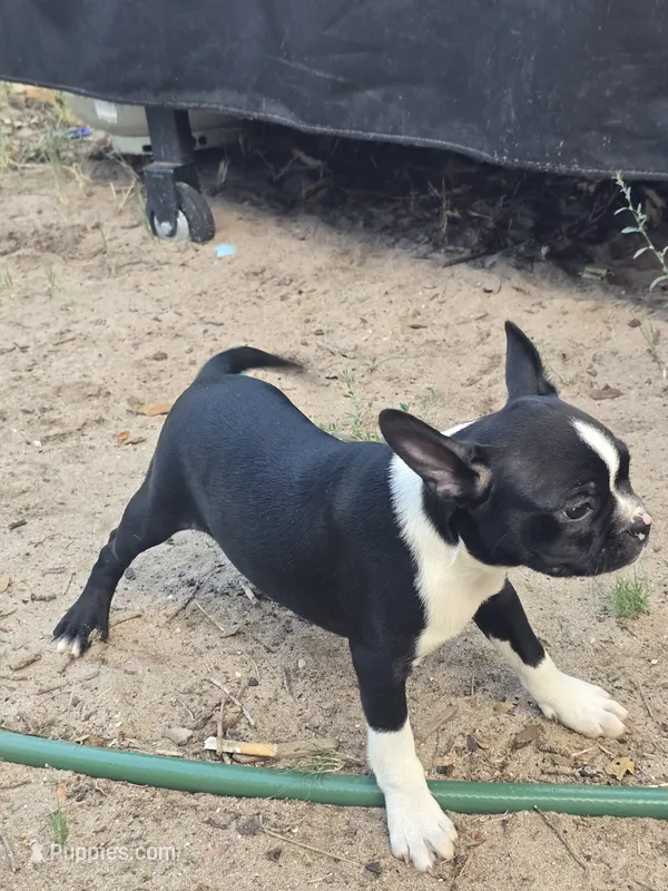 Dexter – Boston Terrier puppy for sale in Yuma, CO
