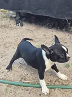 Dexter, a male Boston Terrier for sale in Yuma, CO – 1 of 4
