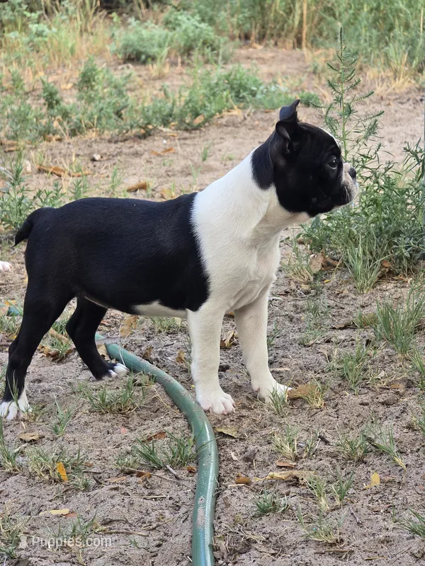 Daisy – Boston Terrier puppy for sale in Yuma, CO