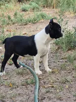 Daisy, a female Boston Terrier for sale in Yuma, CO – 1 of 4
