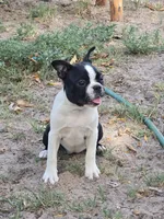 Daisy, a female Boston Terrier for sale in Yuma, CO – 4 of 4