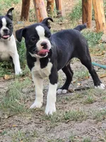 Beacon, a male Boston Terrier for sale in Yuma, CO – 3 of 4