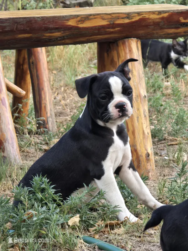 Beacon – Boston Terrier puppy for sale in Yuma, CO