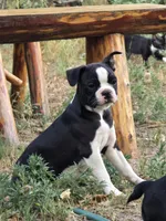 Beacon, a male Boston Terrier for sale in Yuma, CO – 1 of 4