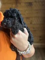 Oliver, a male Poodle - Standard  for sale in Lenoir, NC – 9 of 9