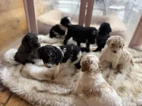 Oreo, a male Poodle - Standard  for sale in Lenoir, NC – 4 of 10