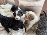 Apricot , a male Poodle - Standard  for sale in Lenoir, NC – 6 of 10