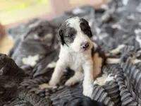 Lucy, a female Poodle - Standard  for sale in Lenoir, NC – 5 of 9