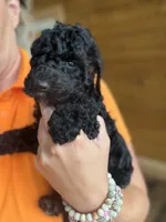 Standard Poodle Puppies AKC , a male Poodle - Standard  for sale in Lenoir, NC – 8 of 10