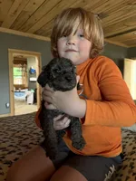 Spots, a male Poodle - Standard  for sale in Lenoir, NC – 4 of 10
