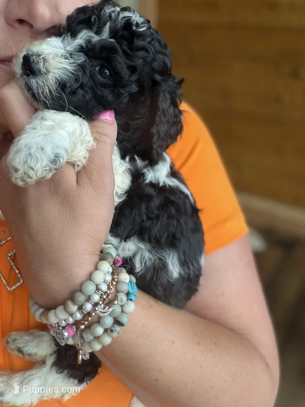 Oreo – Poodle - Standard  puppy for sale in Lenoir, NC