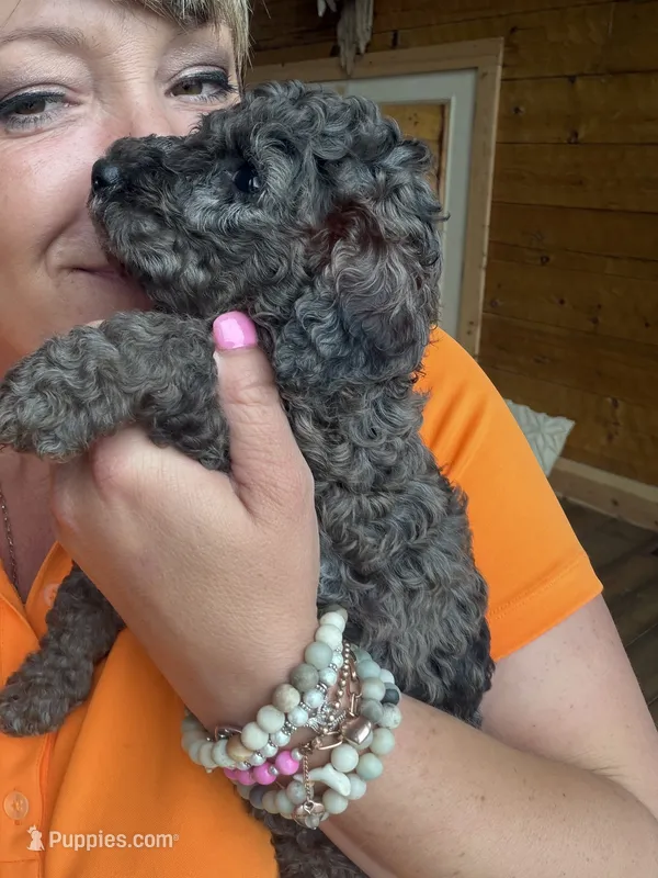 Spots – Poodle - Standard  puppy for sale in Lenoir, NC