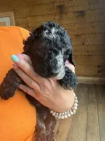 Scar, a male Poodle - Standard  for sale in Lenoir, NC – 4 of 9