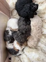 Spots, a male Poodle - Standard  for sale in Lenoir, NC – 9 of 10