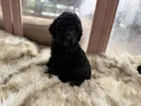 Oliver, a male Poodle - Standard  for sale in Lenoir, NC – 3 of 9