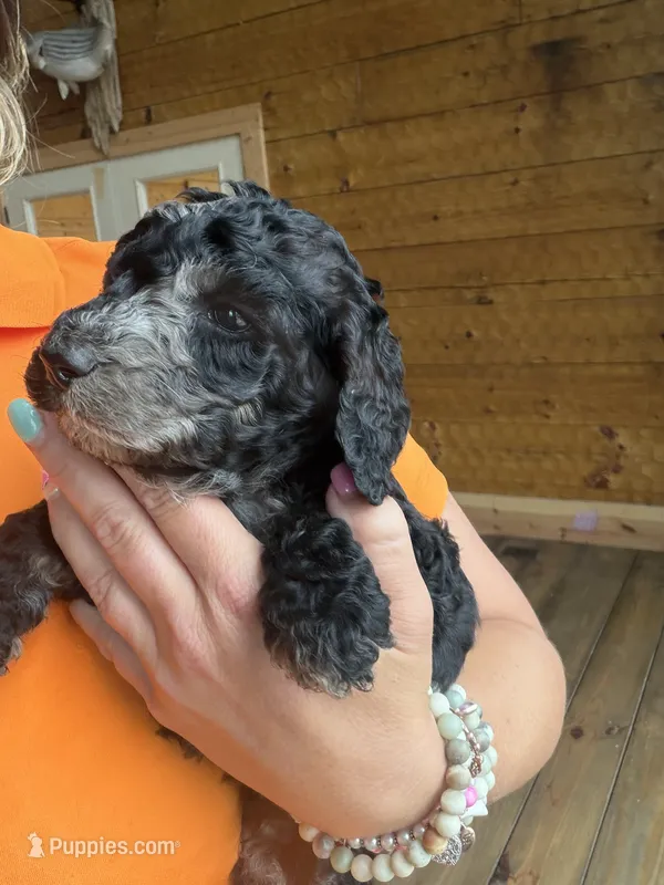 Scar – Poodle - Standard  puppy for sale in Lenoir, NC