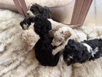Apricot , a male Poodle - Standard  for sale in Lenoir, NC – 7 of 10