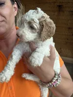 Standard Poodle Puppies AKC , a male Poodle - Standard  for sale in Lenoir, NC – 9 of 10