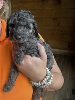 Spots, a male Poodle - Standard  for sale in Lenoir, NC – 2 of 10