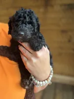 Oliver, a male Poodle - Standard  for sale in Lenoir, NC – 1 of 9