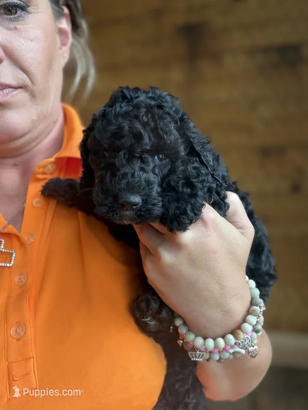 Standard Poodle Puppies AKC  – Poodle - Standard  puppy for sale in Lenoir, NC
