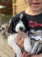 Oreo, a male Poodle - Standard  for sale in Lenoir, NC – 6 of 10
