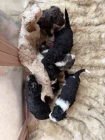 Oreo, a male Poodle - Standard  for sale in Lenoir, NC – 8 of 10