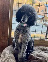 Lucy, a female Poodle - Standard  for sale in Lenoir, NC – 3 of 9