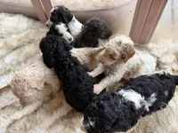 Oliver, a male Poodle - Standard  for sale in Lenoir, NC – 7 of 9