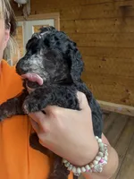 Scar, a male Poodle - Standard  for sale in Lenoir, NC – 5 of 9