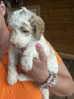 Apricot , a male Poodle - Standard  for sale in Lenoir, NC – 3 of 10