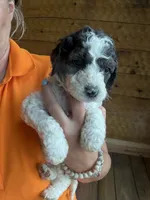 Lucy, a female Poodle - Standard  for sale in Lenoir, NC – 6 of 9